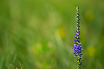 
spring blue wildflower on green background