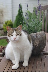 A cat sitting on a table next to a lavender
