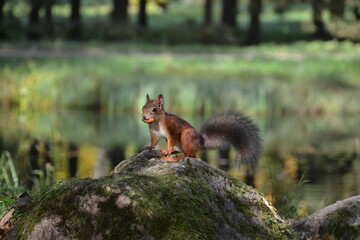 Naklejka na ściany i meble A squirrel with a nut in its teeth sits on a rock, blurred green background. 