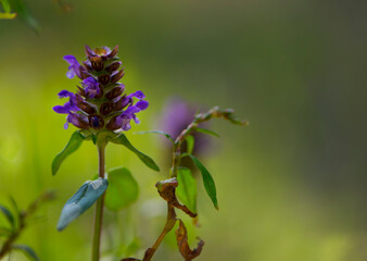 
forest flower close-up green background close-up