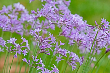 pink flower in a group - tulbaghia