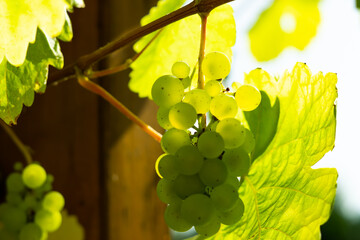 Grüne Trauben aus dem Weingarten