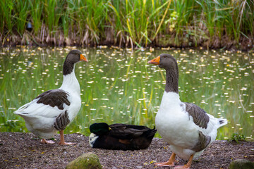 two pomeranian geese at the pond