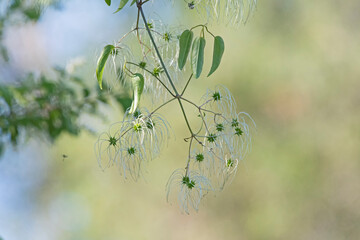 white flower - clementis aristata