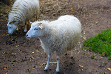 Roslag's sheep in the zoo