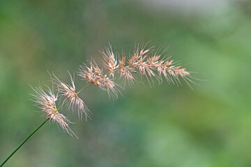 close up of grass seed