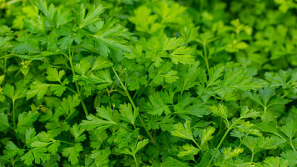 green parsley growing in the garden. parsley bushes close up on the bed. background with macro parsley.