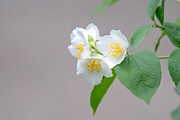  close up of white jasmine flower