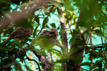 Yellow billed babbler on top of tree branch shot from bottom view