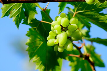 bunch of white malaga grapes in garden, close up.