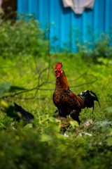 Hen on ground posed