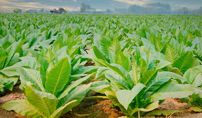 Green Tobacco plantation in Thailand