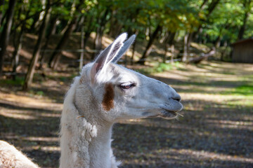 Portrait of a white lama in the wildlife park in Germany