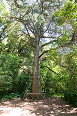 Lebanese Cedar, Aymerich Park, Laconi, Oristano, Sardinia, Italy