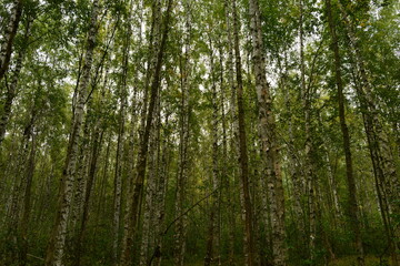 Loneliness and silence in a wilderness  birch forest in cloudy autumn weather