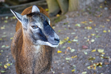The mouflon wild sheep - Ovis orientalis