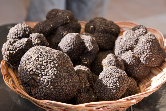 Laconi's black truffle festival, Laconi, Oristano, Sardinia, Italy