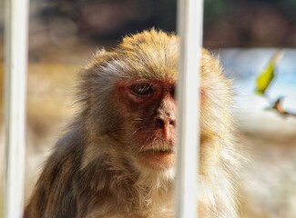 Obraz premium portrait of a macaque