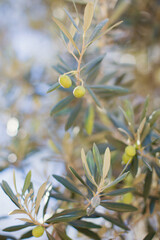 Green olive tree branches outdoor