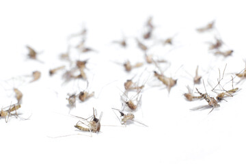 Dead Mosquito Isolated On White