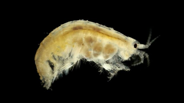 Crustacea Amphipoda under the microscope, possibly a family Micruropodidae, in the video is a female with embryos in a breast pouch. Sample found at Lake Baikal