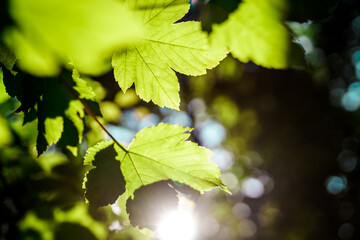 Sunbeam shining through the green leaves of the tree