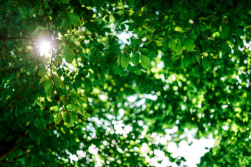 Sunbeam shining through the green leaves of the tree