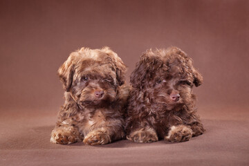 Two brown puppies on a brown background