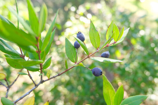 Isolated wild forest cramberry plant branch,healthy blueberry seasonal fruit
