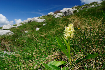 Elder-flowered orchid // Holunder-Knabenkraut (Dactylorhiza sambucina)