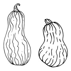 a set of long walnut pumpkin or zucchini drawn ink vector illustrations isolated on a white background.a long Doodle style vegetable with a pattern in the ID of lines and dots for labels backgrounds a