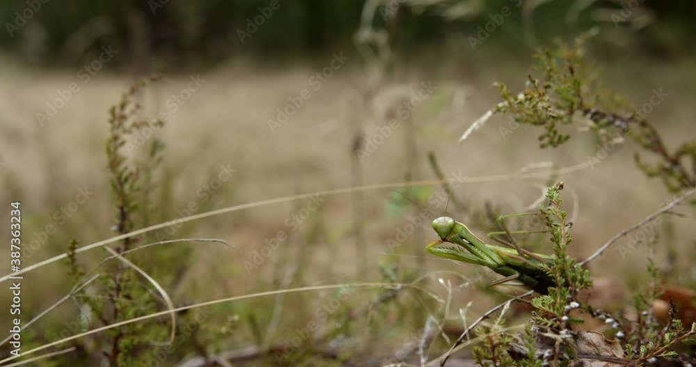 Poster praying mantis resting on a plant disturbed by a man running in the field in the background. - selec