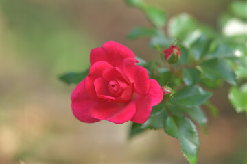 red rose in garden