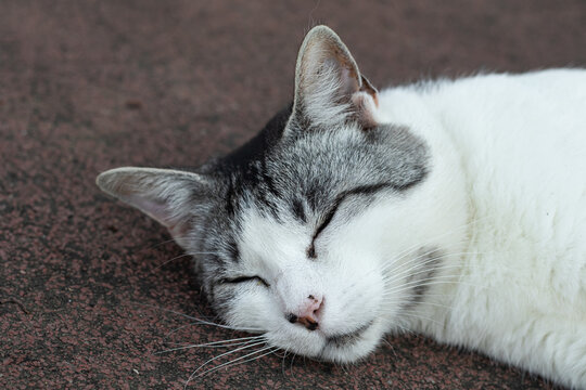 primo piano di gatto grigio e bianco