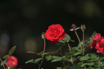 red rose on a black background
