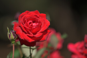red rose close up