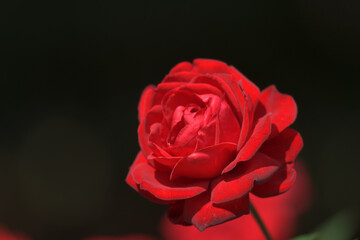 Obraz na płótnie Canvas red rose on black