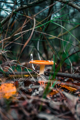 orange cap mushroom