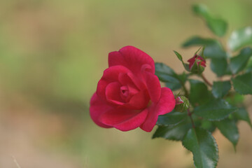 red rose in the garden