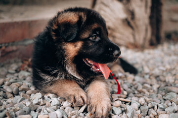 Charming baby German shepherd dog lying, posing and smiling. German shepherd kennel. Portrait of a black and red shepherd puppy close-up.
