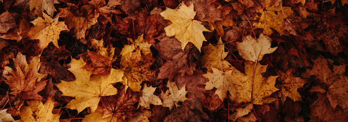 Naklejka na ściany i meble Background group autumn orange, red, yellow maple leaves. Outdoor.