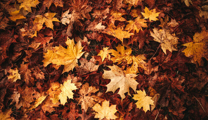 Background group autumn orange, red, yellow maple leaves. Outdoor.