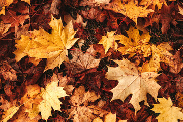 Background group autumn orange, red, yellow maple leaves. Outdoor.