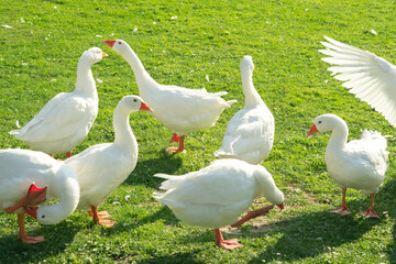 Freilaufende Gänse in der Natur