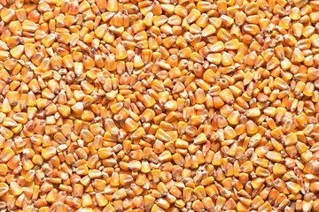 Corn grains full frame cover as background and texture