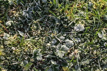 Autumn rime and frost on natural grass vegetation fauna