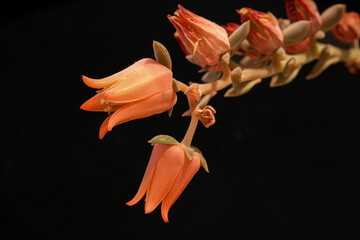 Fototapeta na wymiar close-up flowers in front of black background