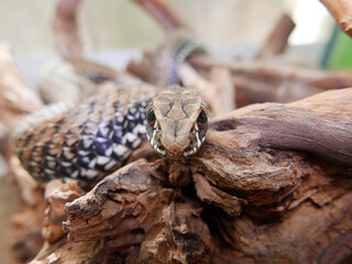 closeup of a head/eye of a snake, Malpolon monspessulanus, montpellier snake