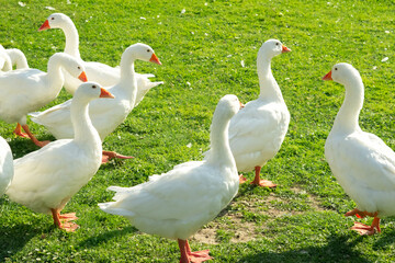 free-range goose flock on a farm