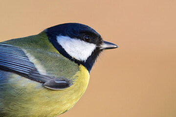 Kohlmeise Portrait